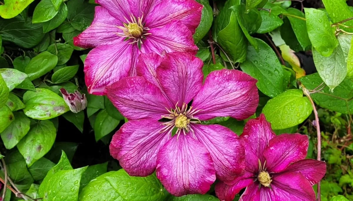 © Jeanette Zimmermann