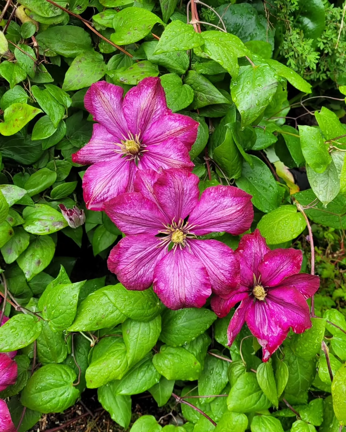 © Jeanette Zimmermann