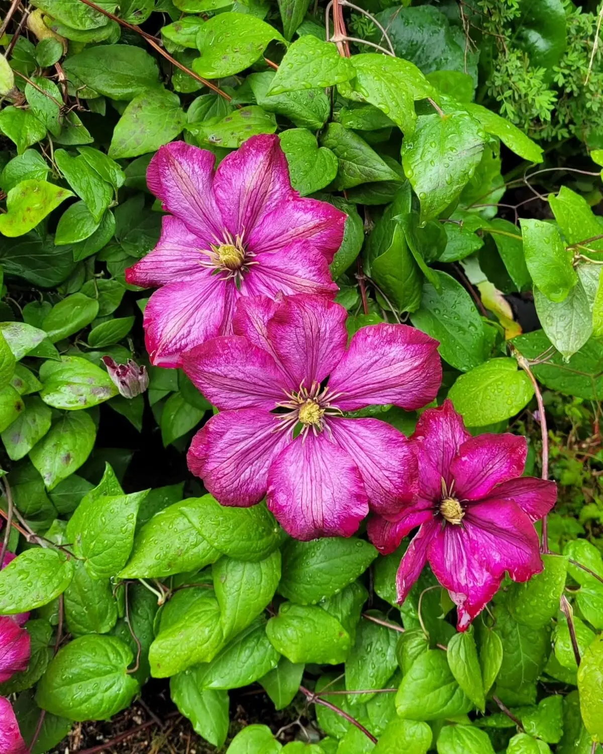 © Jeanette Zimmermann