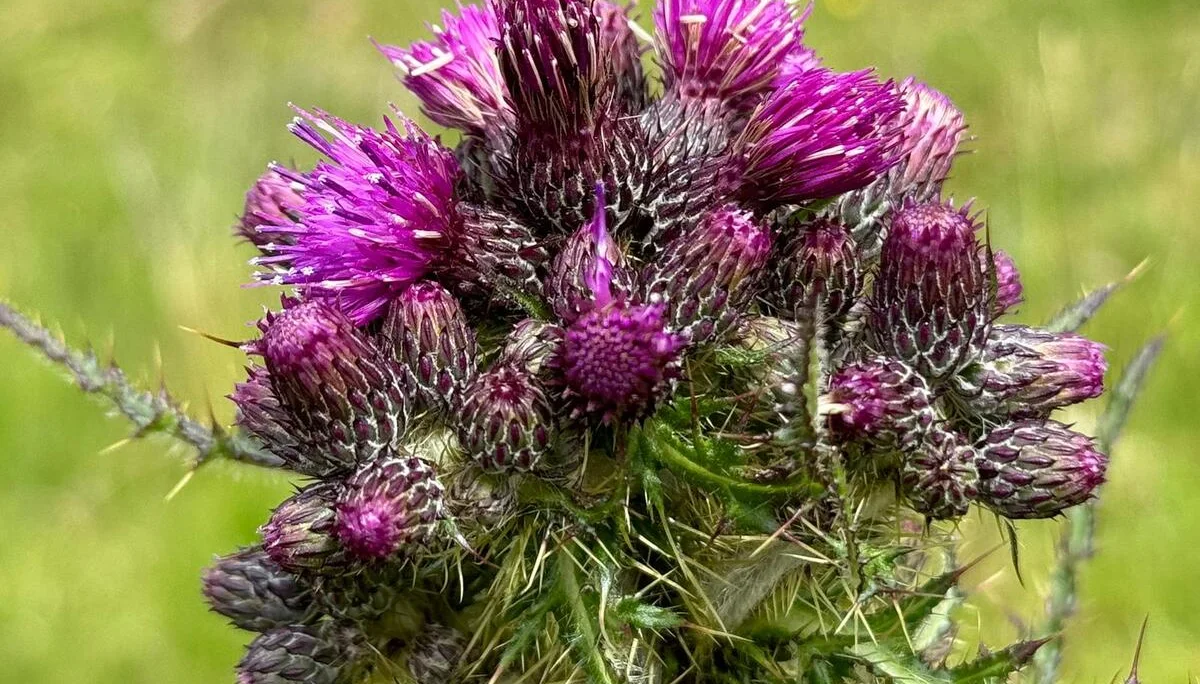 © Jeanette Zimmermann