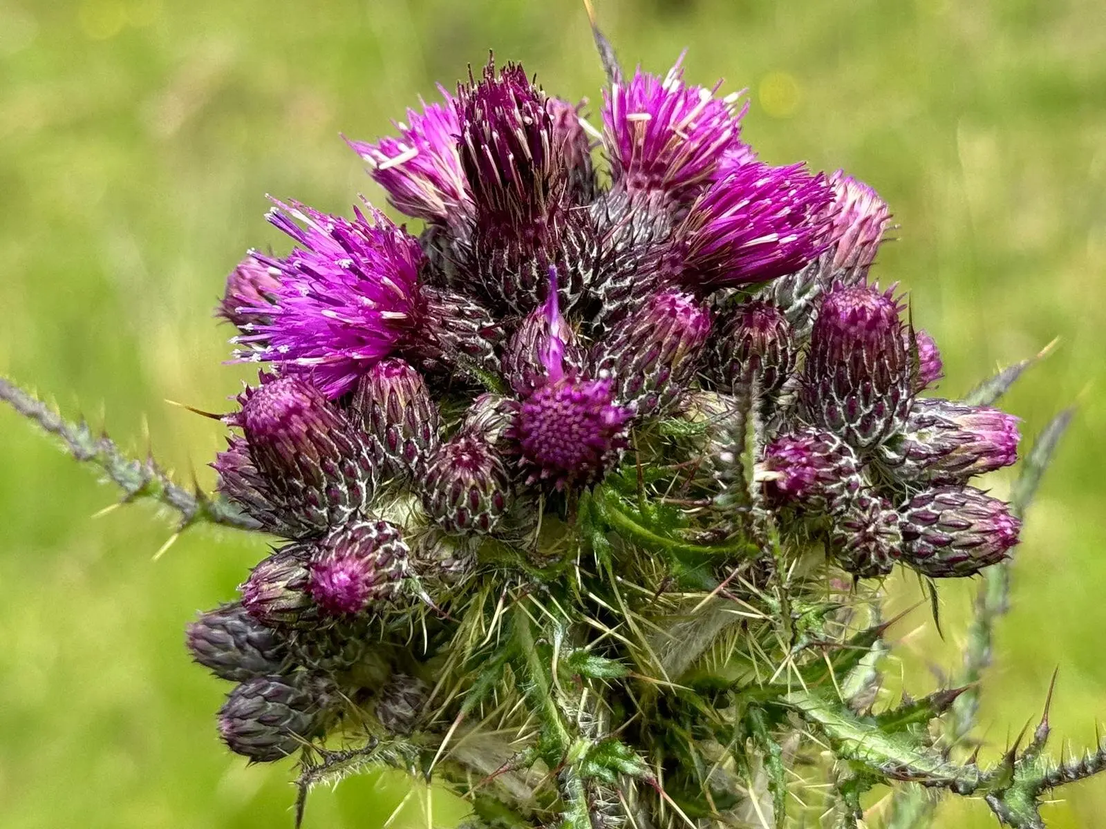 © Jeanette Zimmermann