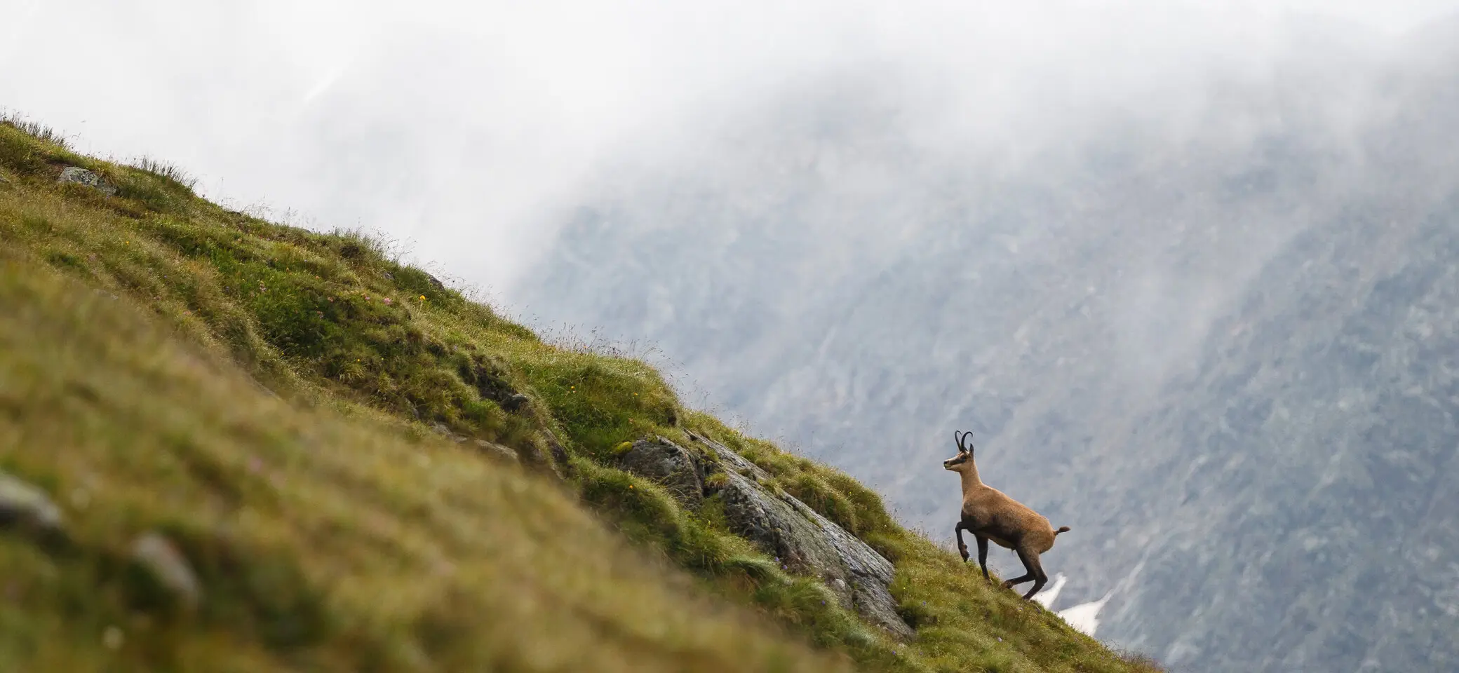 Eine Gemse auf einem grünen Beghügel | © DAV/Marco Kost